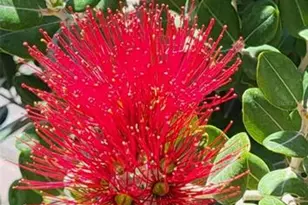 1658 Scarlett Ave, North Port, FL 34289 - Photo 44