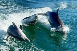 500 The Esplanade N, Venice, FL 34285 - Photo 44