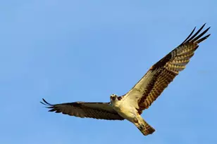 360 S Gulf Blvd, Placida, FL 33946 - Photo 58