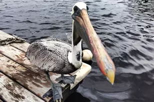 180 N Gulf Blvd, Placida, FL 33946 - Photo 42