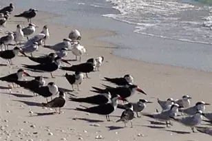 100 S Gulf Blvd, Placida, FL 33946 - Photo 36