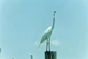 6040 Boca Grande Causeway, Boca Grande, FL 33921 - Photo 4