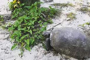 9568 Buccaneer Trail, Placida, FL 33946 - Photo 46