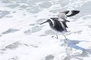 2727 N Beach Rd, Englewood, FL 34223 - Photo 46