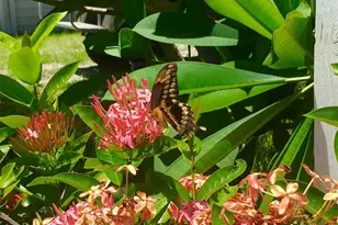 8550 Little Gasparilla Island, Placida, FL 33946 - Photo 58