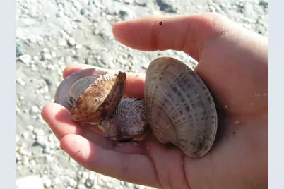 35 Pine Valley Court, Rotonda West, FL 33947 - Photo 78