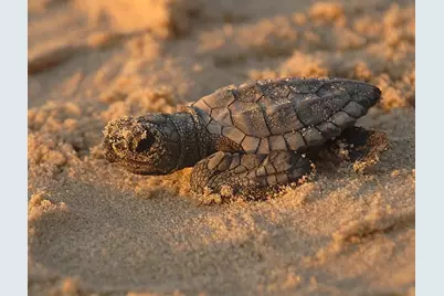 35 Pine Valley Court, Rotonda West, FL 33947 - Photo 96