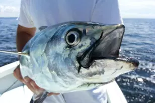 9015 Anita Ave, Englewood, FL 34224 - Photo 58