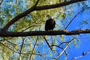 8798 Grand Ave, Placida, FL 33946 - Photo 58