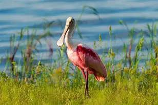 5 Aye Ct, Placida, FL 33946 - Photo 76