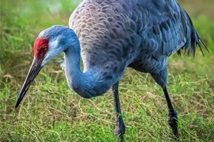 5 Aye Ct, Placida, FL 33946 - Photo 64