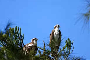 301 S Gulf Blvd, Placida, FL 33946 - Photo 62