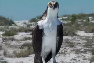 391 N Gulf Blvd, Placida, FL 33946 - Photo 84