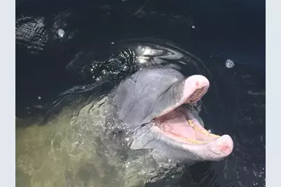 60 Rotonda Circle, Rotonda West, FL 33947 - Photo 54