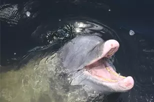 60 Rotonda Cir, Rotonda West, FL 33947 - Photo 54