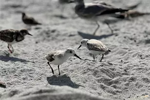 2255 N Beach Rd, Englewood, FL 34223 - Photo 50