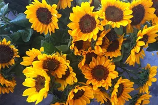 1714 Celtic Dr, Venice, FL 34293 - Photo 60