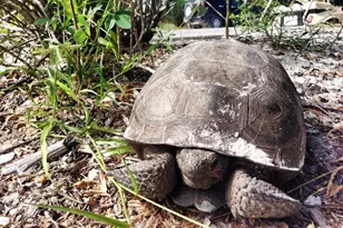 431 Kettle Harbor Dr, Placida, FL 33946 - Photo 44