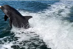 8152 Seashell St, Englewood, FL 34224 - Photo 62