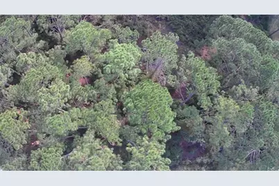 105 Pine Cone Drive, Georgetown, FL 32139 - Photo 2