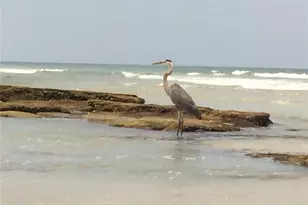 35 Smiling Fish Ln, Palm Coast, FL 32137 - Photo 84