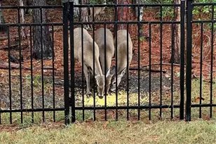 45 Lob Wedge Ln, Bunnell, FL 32110 - Photo 46