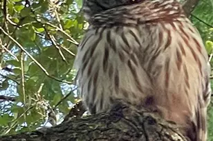 41 Cochise Ct, Palm Coast, FL 32137 - Photo 20