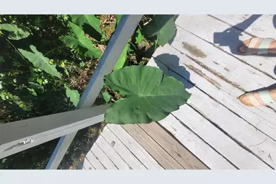 21779 NE 115th Avenue, Earleton, FL 32631 - Photo 10