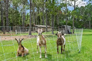 1365 Shedd Ln, Ormond Beach, FL 32174 - Photo 14