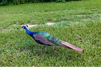 535 S Prospect Street, Crescent City, FL 32112 - Photo 82