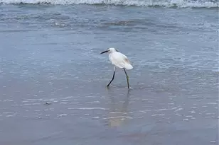 2601 S Peninsula Dr, Daytona Beach, FL 32118 - Photo 34