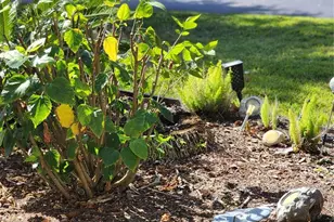 107 Raintree Cir, Palm Coast, FL 32164 - Photo 34