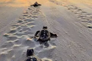 11 Sunrise Ave, Ormond Beach, FL 32176 - Photo 46