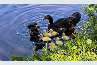 237 N Hidden Tree Drive, Saint Augustine, FL 32086 - Photo 40