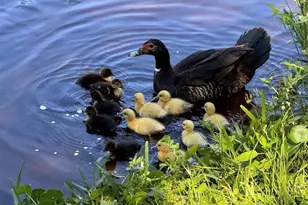 237 N Hidden Tree Dr, Saint Augustine, FL 32086 - Photo 40