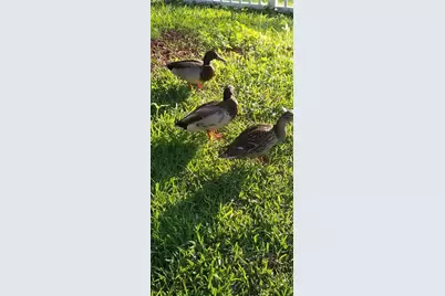 237 N Hidden Tree Drive, Saint Augustine, FL 32086 - Photo 48