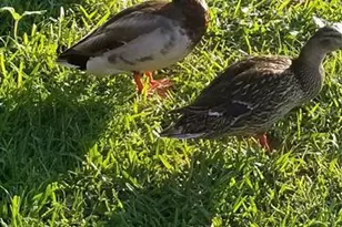 237 N Hidden Tree Dr, Saint Augustine, FL 32086 - Photo 48