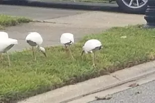 237 N Hidden Tree Dr, Saint Augustine, FL 32086 - Photo 50