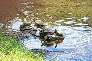 237 N Hidden Tree Dr, Saint Augustine, FL 32086 - Photo 46