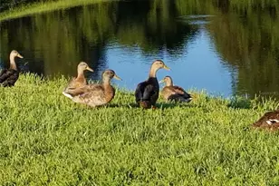 237 N Hidden Tree Dr, Saint Augustine, FL 32086 - Photo 42