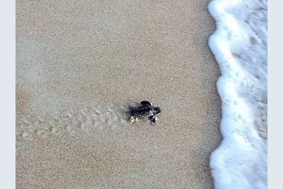 1415 Ocean Shore Boulevard #805, Ormond Beach, FL 32176 - Photo 70