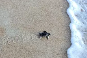 1415 Ocean Shore Blvd, Ormond Beach, FL 32176 - Photo 70