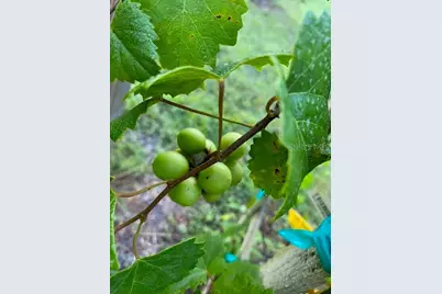 20963 E Colonial Drive, Christmas, FL 32709 - Photo 76