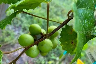 20963 E Colonial Dr, Christmas, FL 32709 - Photo 76