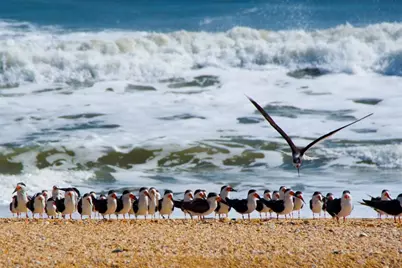 125 Island Hammock Way, Saint Augustine, FL 32080 - Photo 62