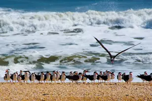 125 Island Hammock Way, Saint Augustine, FL 32080 - Photo 62