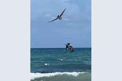 59 Ocean Street, Palm Coast, FL 32137 - Photo 48