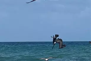 59 Ocean St, Palm Coast, FL 32137 - Photo 48