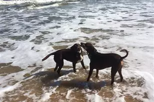 59 Ocean St, Palm Coast, FL 32137 - Photo 40