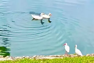 6 Salisbury Ct, Palm Coast, FL 32137 - Photo 52